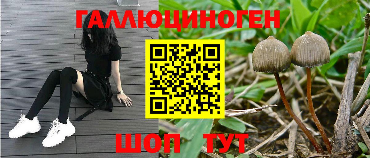Галлюциногенные грибы GOLDEN TEACHER  Галлюциногенные грибы прущие грибы  Торжок  Вход с VPN 